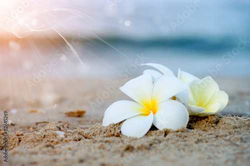 Frangipani flower in the morning on the beach.