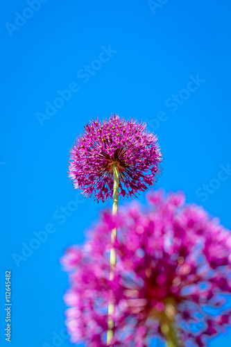 Allium Flower Blooming With Blue Sky Background