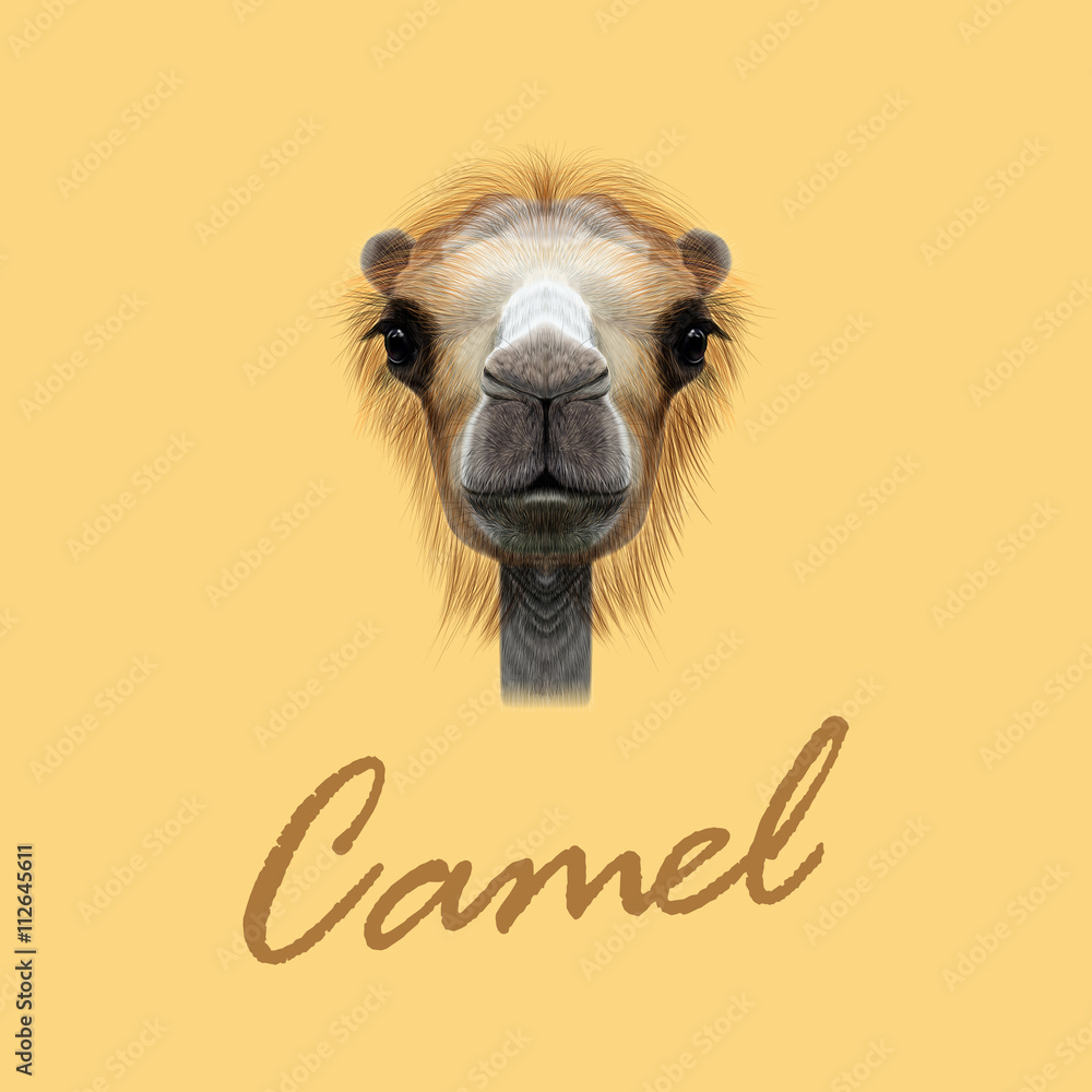 Naklejka premium Vector Illustrated Portrait of Camel.