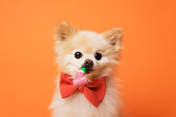 funny litllte dog at orange background