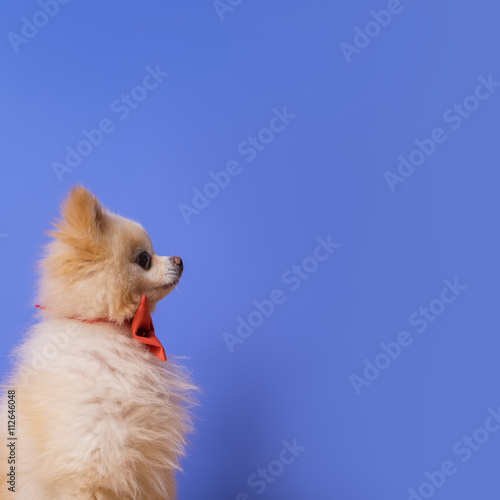 funny litllte dog at blue background