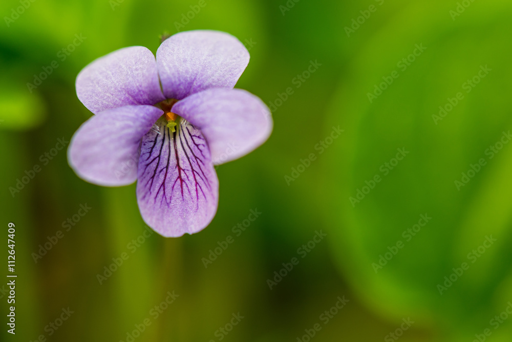 Wild spring flower on forest Wild spring flower on forest