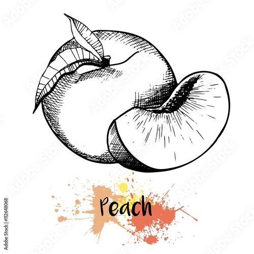 Vector hand drawn illustration of peach or apricot or nectarine fruit. Engraving summer fresh fruit isolated on white background. For cocktail, smoothie, desserts and salsds.