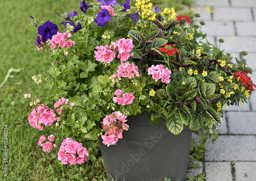 Fototapeta Naklejka Na Ścianę i Meble -  fleurs