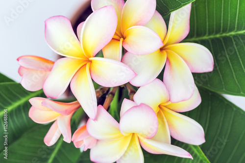 Plumeria or frangipani flower, Tropical flower.