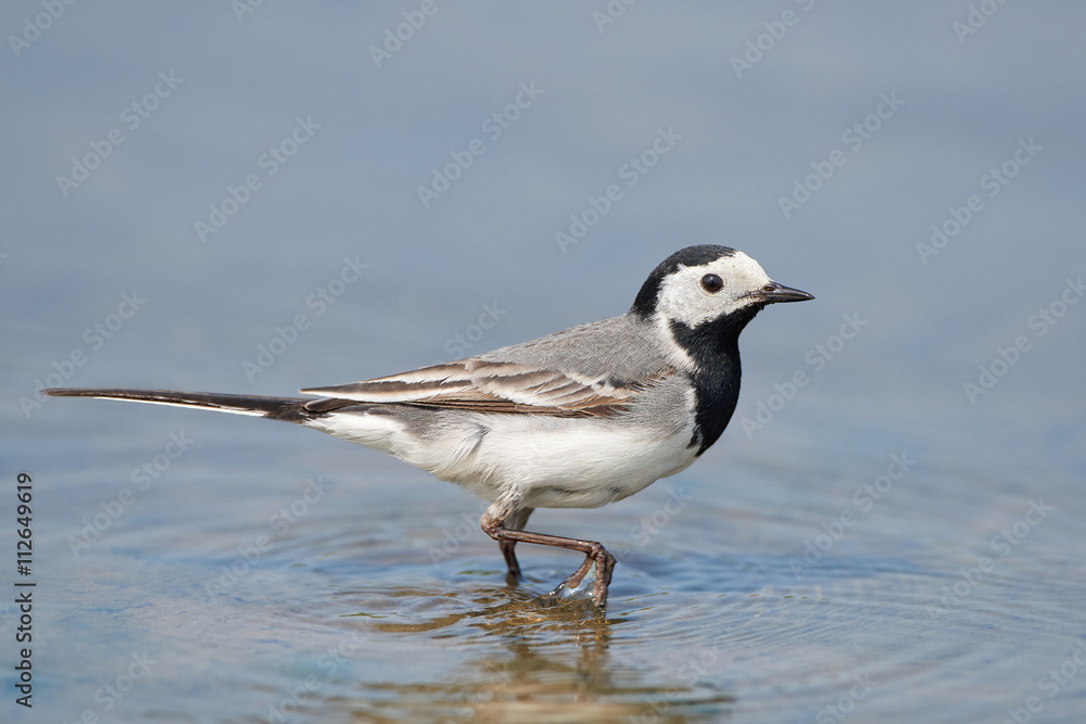 White wagtail (Motacilla alba) White wagtail (Motacilla alba)