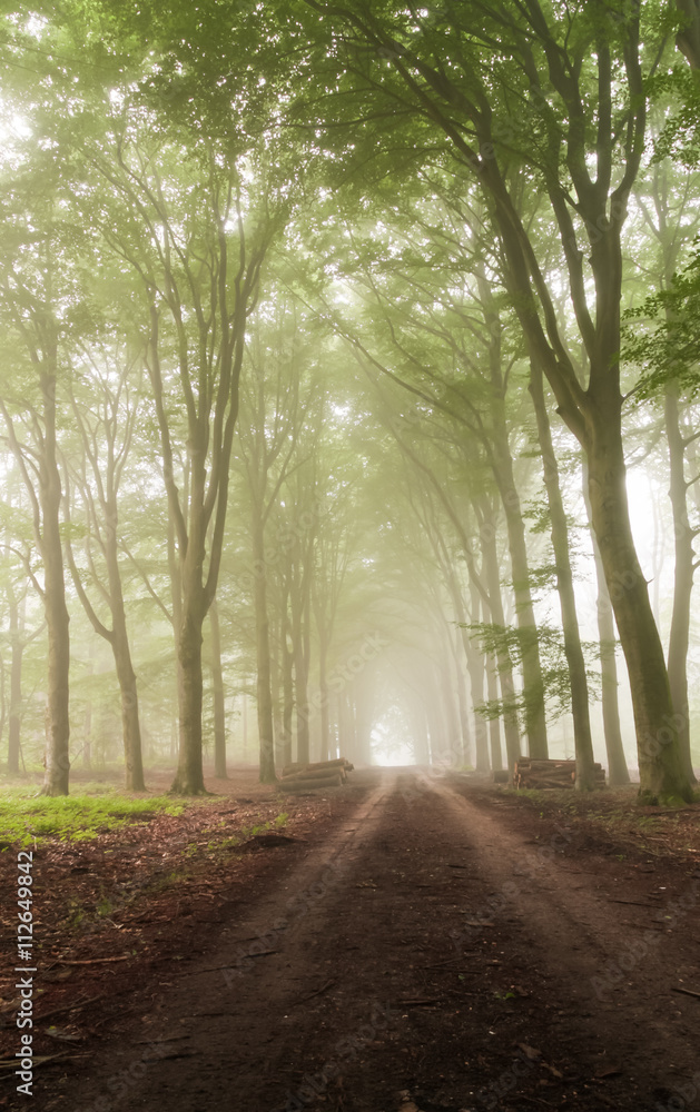 Fototapeta premium Path in woods with early morning fog. Very fresh green leavesrest mystic scene.