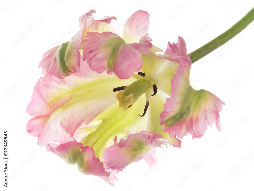 unusual pink-green variegated tulip unusual pink-green variegated tulip