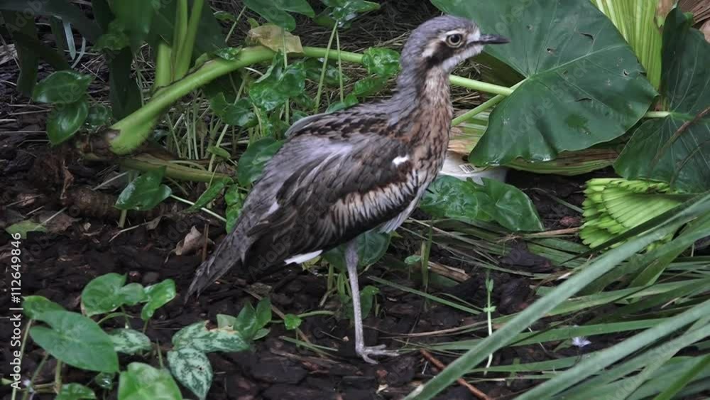 Bush Stone-curlew in the rainforest of the tropical north of Queensland, Australia is a large ground-dwelling bird endemic to Australia. Bush Stone-curlew in the rainforest of the tropical north of Queensland, Australia is a large ground-dwelling bird endemic to Australia.