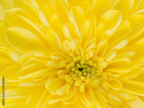 beautiful yellow dahlia flower center