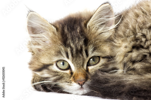 Fototapeta Naklejka Na Ścianę i Meble -  tabby kitten looking