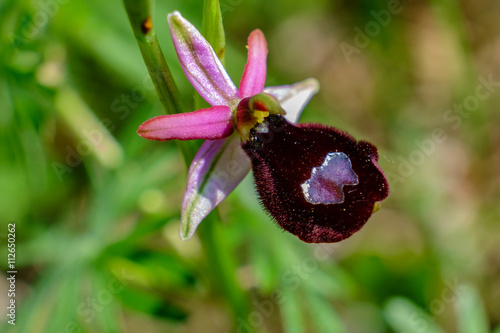 Fototapeta Naklejka Na Ścianę i Meble -  Ophrys bertolonii benacensis 14