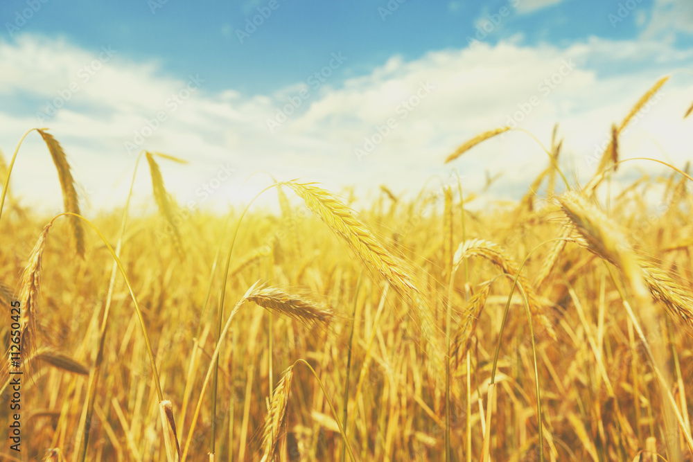 Obraz premium sunny wheat field