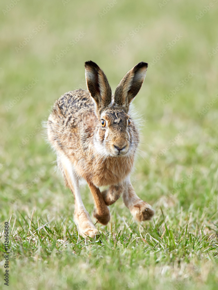 Fototapeta premium European hare (Lepus europaeus)