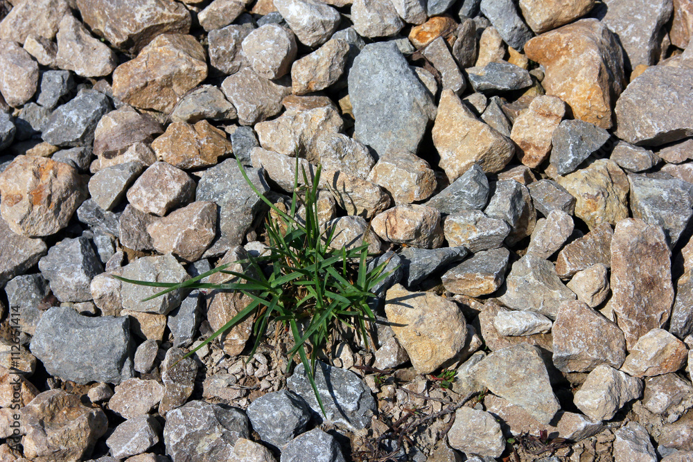 wild green grass grows through grey color of the crushed granite wild green grass grows through grey color of the crushed granite