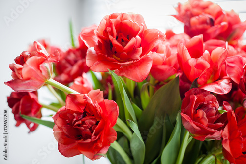 Red tulips macro