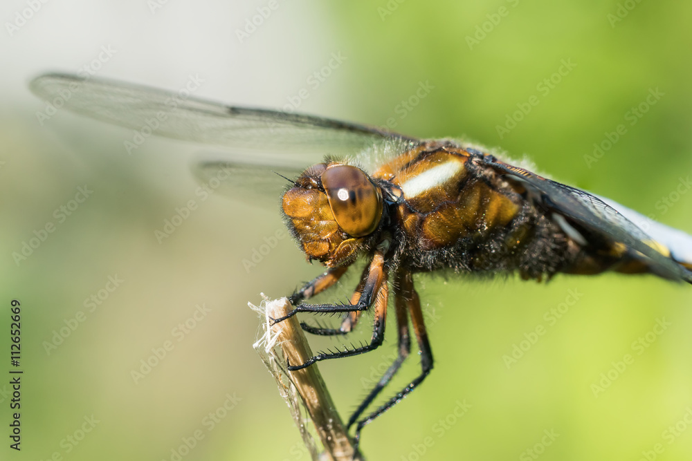 Close up of Broad-bodied chaser or darter male dragonfly on a dry on a dry stem Close up of Broad-bodied chaser or darter male dragonfly on a dry on a dry stem