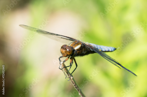 Broad-bodied chaser or darter male dragonfly on a dry on a dry stem © JGade