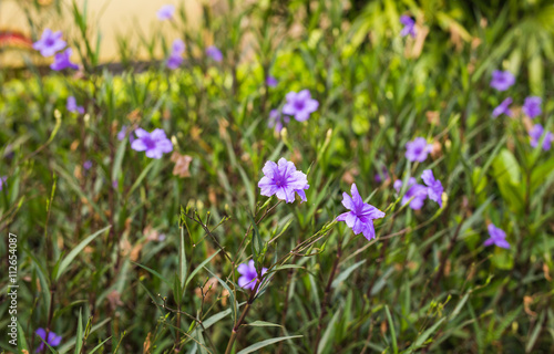 purple petunia flowers in the garden