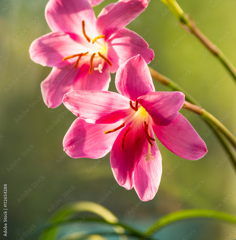 Fototapeta premium pink flower closeup