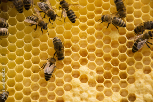 Bienenvolk © U. Gernhoefer