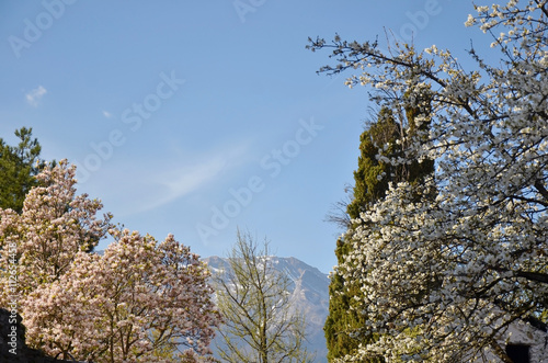 Parc au printemps (Savoie)