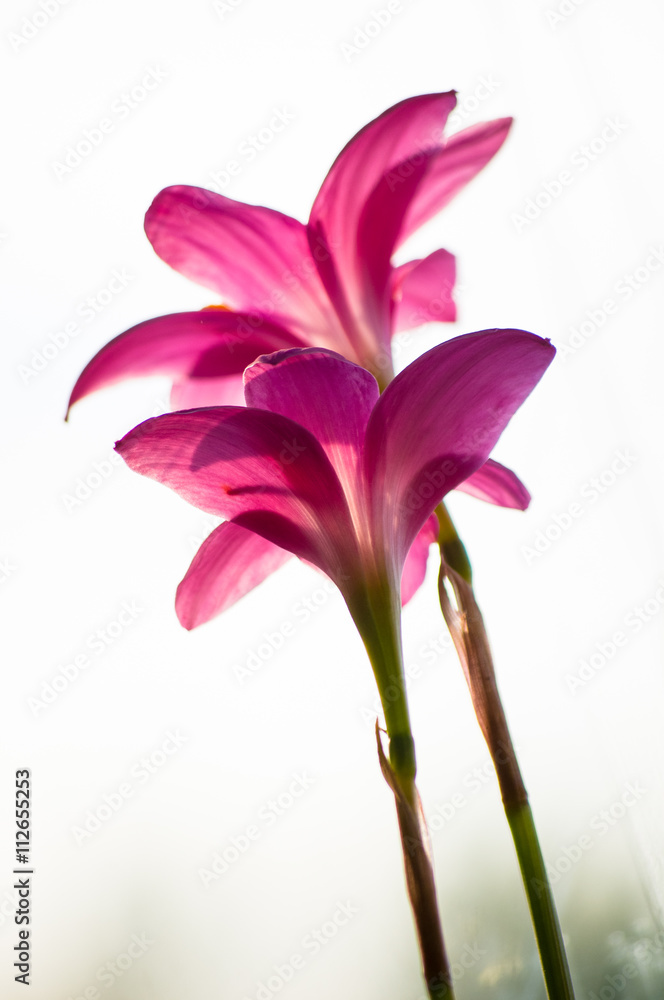 Fototapeta premium pink flower closeup