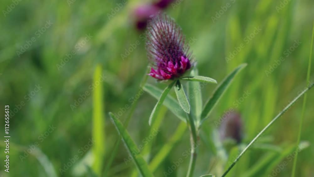 Beautiful flower meadow in summer day Beautiful flower meadow in summer day