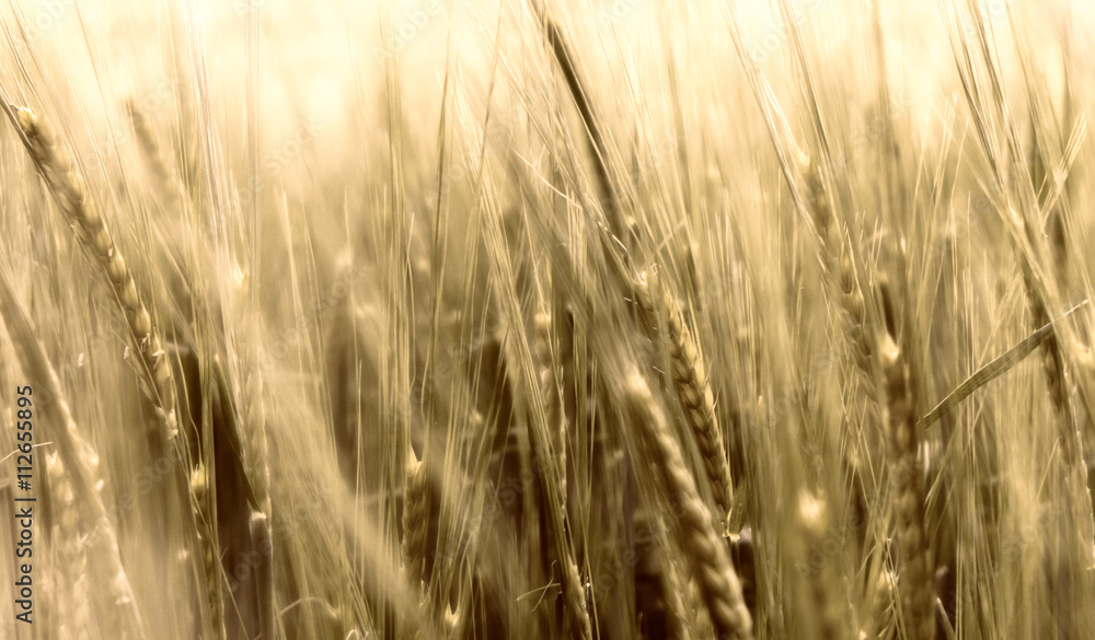Fototapeta premium Autumn field. Corn. Wheat grain.