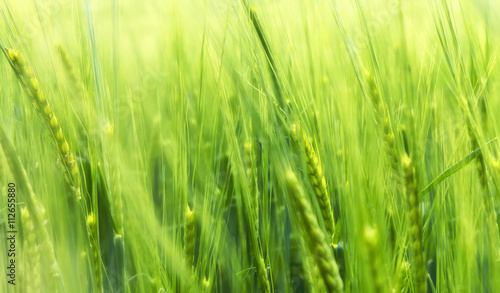 Green wheat in wind