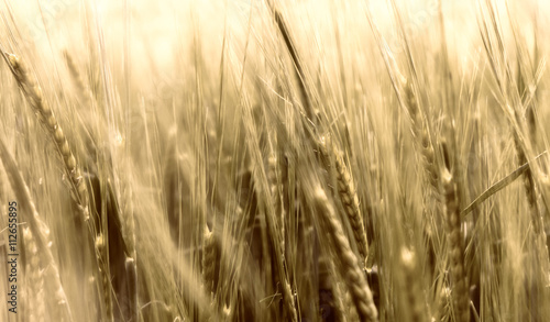 Autumn field. Corn. Wheat grain.