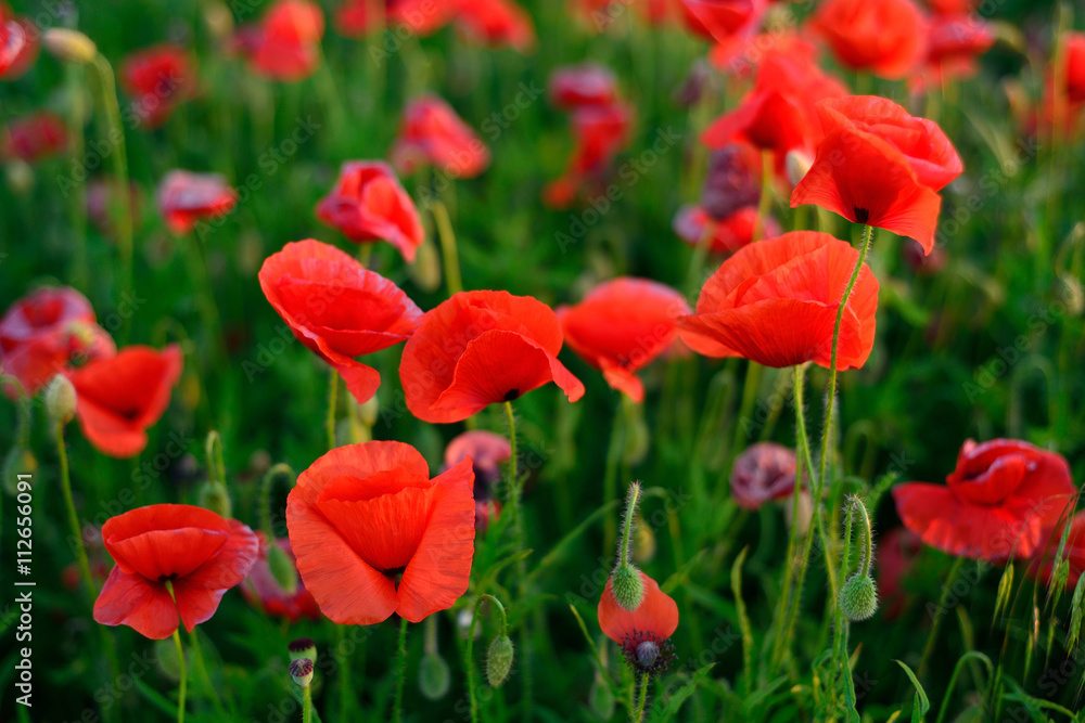 flowers red poppies. flower field. Close-up of a flower. backgro flowers red poppies. flower field. Close-up of a flower. backgro