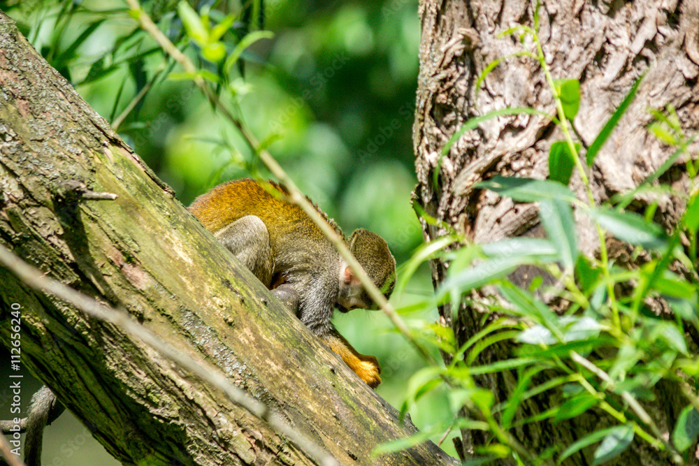 Wildlife Wildlife