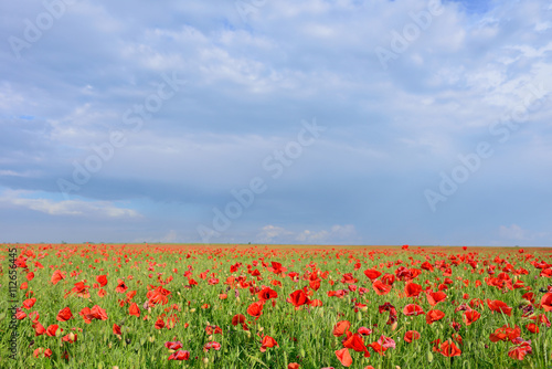 flowers red poppies. flower field. blue sky.
