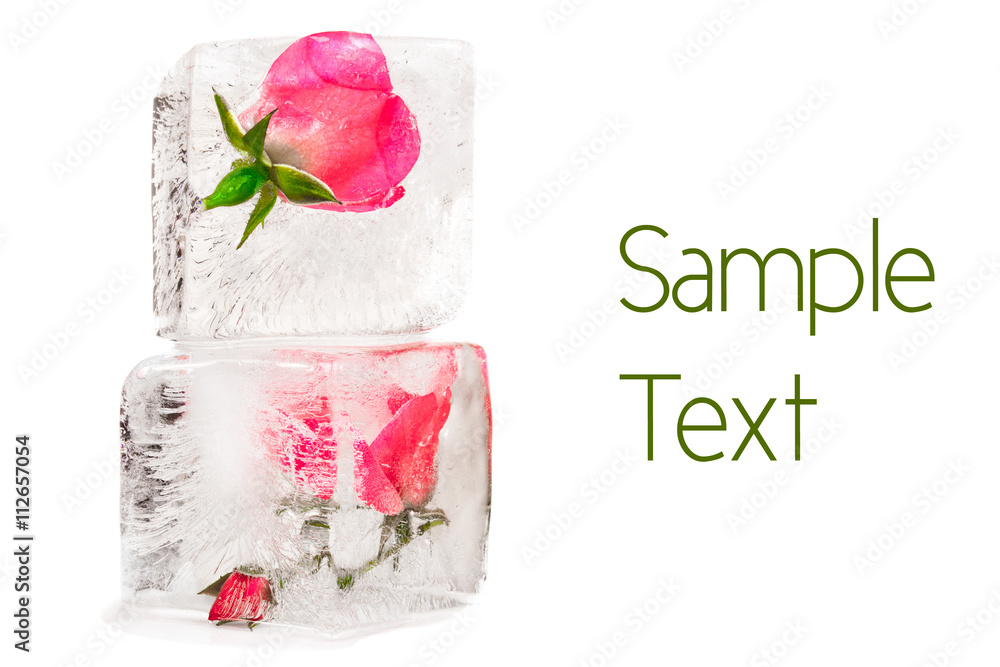Pink red rosebuds frozen in stack of ice cubes. Isolated with copy space Pink red rosebuds frozen in stack of ice cubes. Isolated with copy space