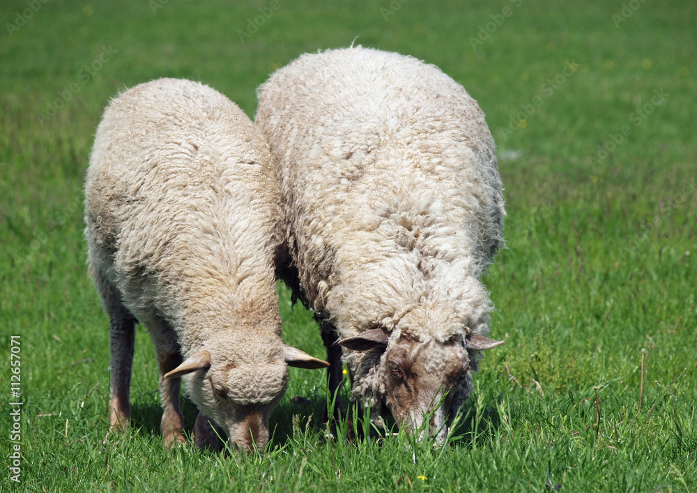 Two sheep are grazed on a green meadow Two sheep are grazed on a green meadow
