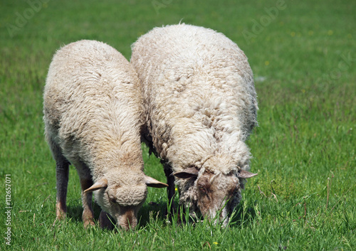 Two sheep are grazed on a green meadow 