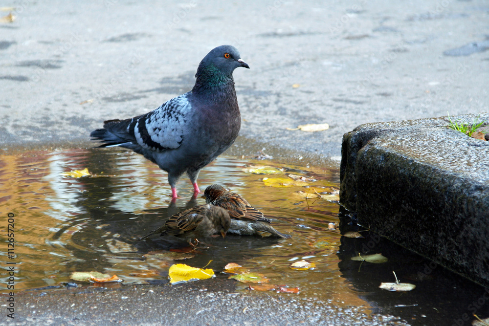 Fototapeta premium City birds bathe in a puddle in the autumn. The relationship between Pigeons and sparrows. Bird washing exercise on a hot day. Yellow leaves in the water.