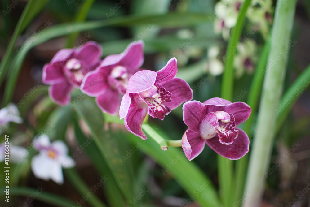 Beauty pink orchid in the summer garden Beauty pink orchid in the summer garden