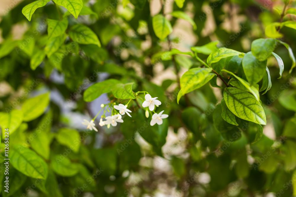 different green bushes and herbs background different green bushes and herbs background