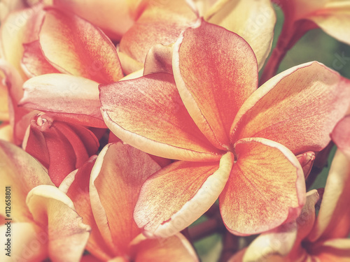 tropical flowers frangipani (plumeria) (Vintage filter effect us