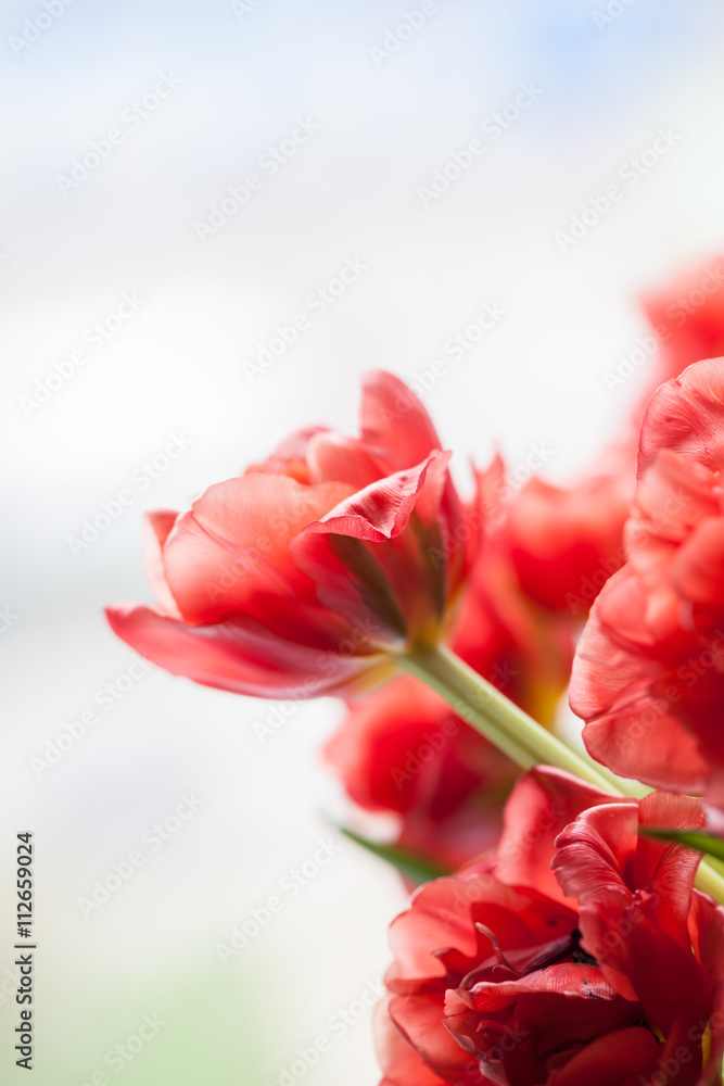 Red tulip closeup Red tulip closeup