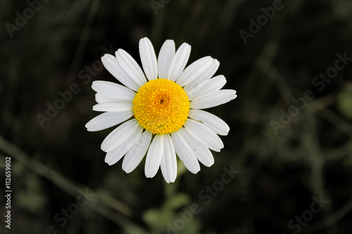 Fototapeta Naklejka Na Ścianę i Meble -  Grote madeliefje