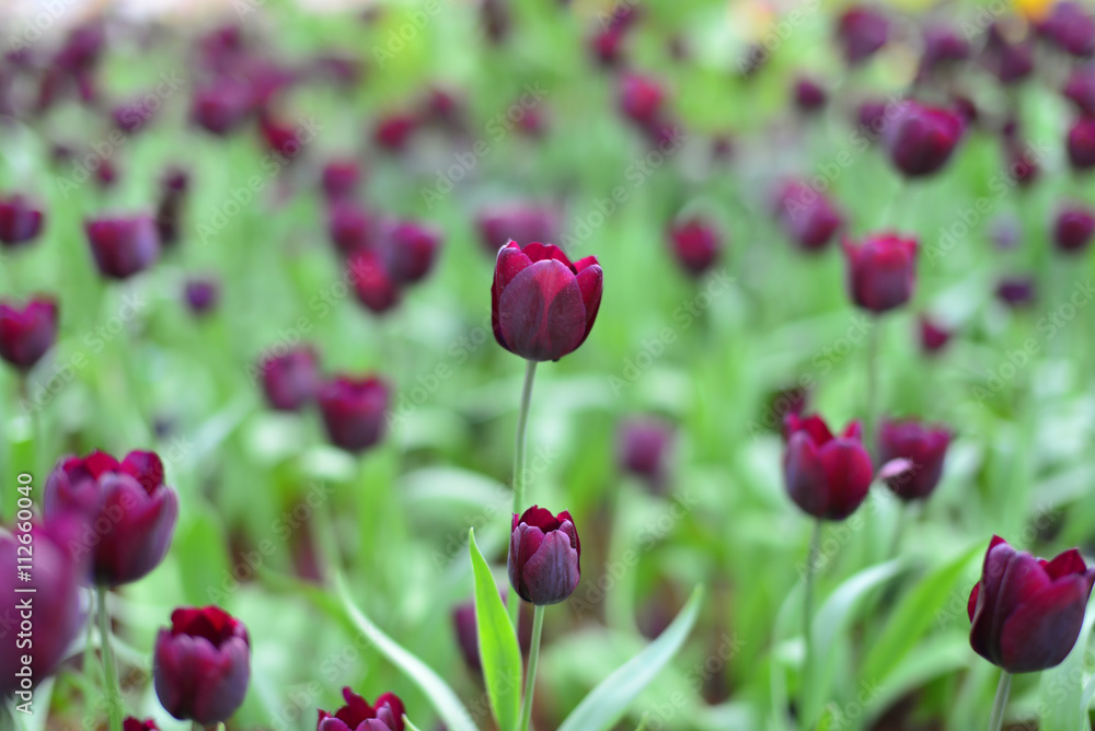 Tulips flower Tulips flower