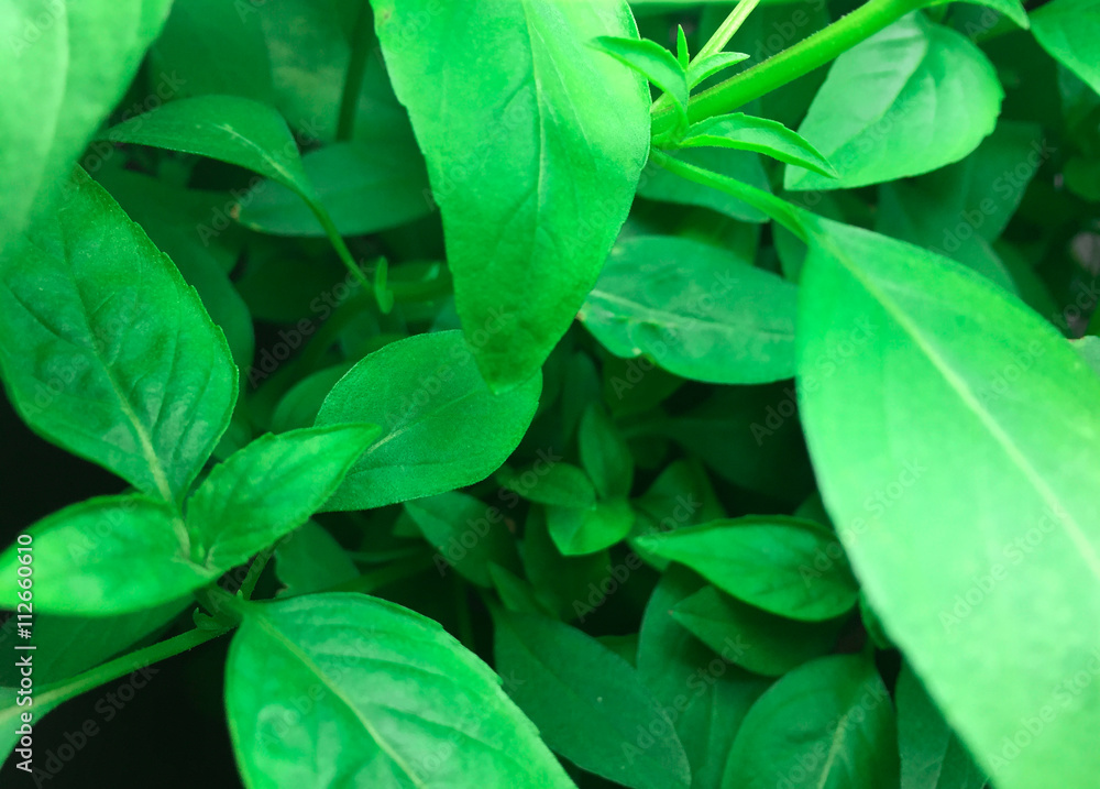 Basil leaves Basil leaves