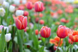 Tulips flower  