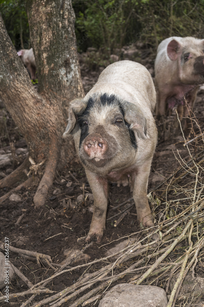 pig looking at camera pig looking at camera