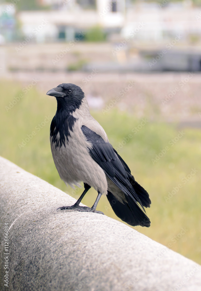 close-up of raven sitting on the parapet close-up of raven sitting on the parapet