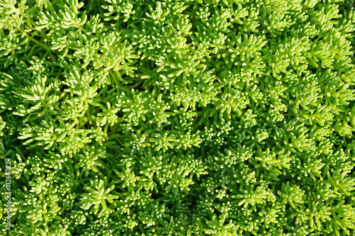 Sedum close-up in garden