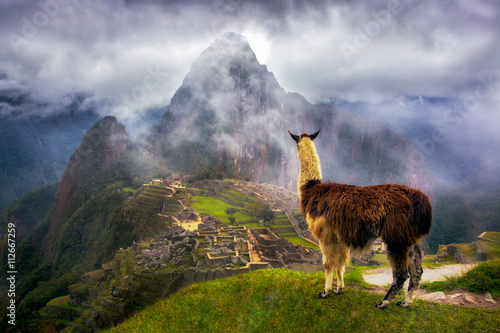 Llama near ruins of Machu Picchu, Peru photo